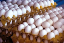 سرانه مصرف تخم‌مرغ به ۱۹۸ عدد در سال افزایش یافت