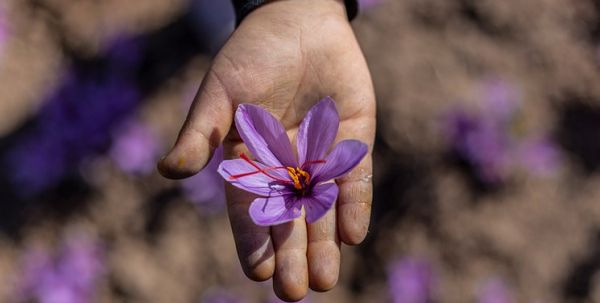 گرایش معامله‌گران آتی سکه به معاملات آتی زعفران