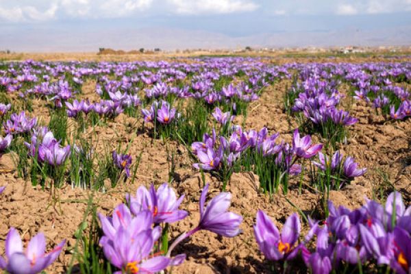 زغفران‌کاران در بورس کالا منتفع می‌شوند