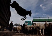 نان‌خورهایی که گاو و گوسفند هستند!