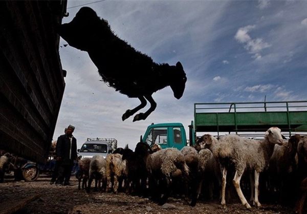 نان‌خورهایی که گاو و گوسفند هستند!