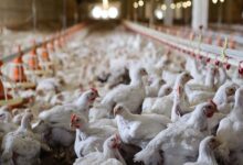 چالش جدی صنعت مرغ؛از سرکوب قیمتی توسط دولت تا تلفات ناشی از گرما