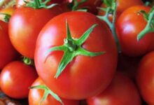 قیمت گوجه فرنگی ۷ هزار تومان کاهش یافت
