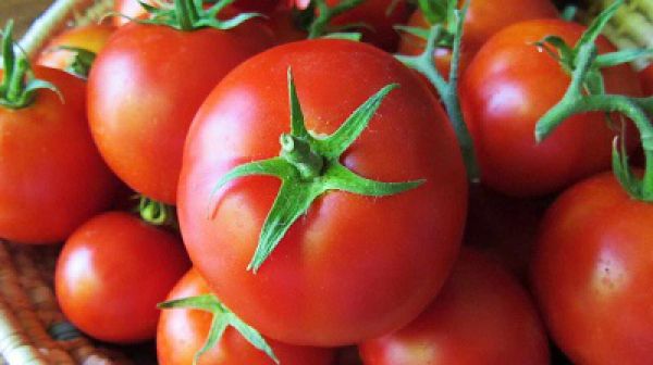 قیمت گوجه فرنگی ۷ هزار تومان کاهش یافت