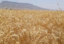 خرید تضمینی گندم در تعطیلات خرداد ادامه یافت